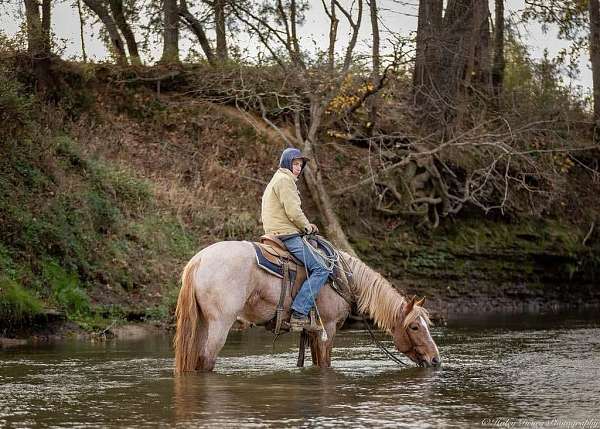 cross-quarter-horse