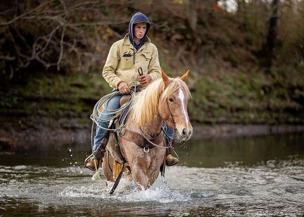 draft-quarter-horse