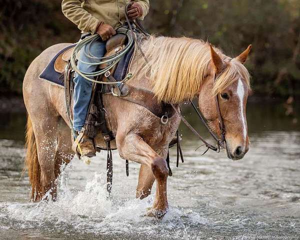 flashy-quarter-horse