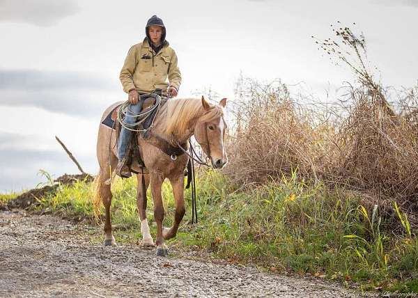 husband-safe-quarter-horse