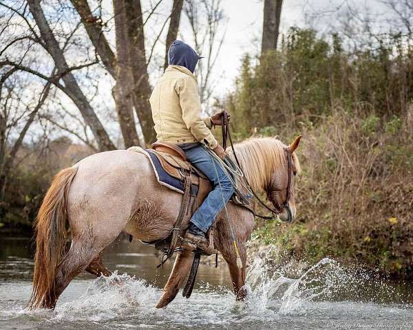 kid-safe-quarter-horse