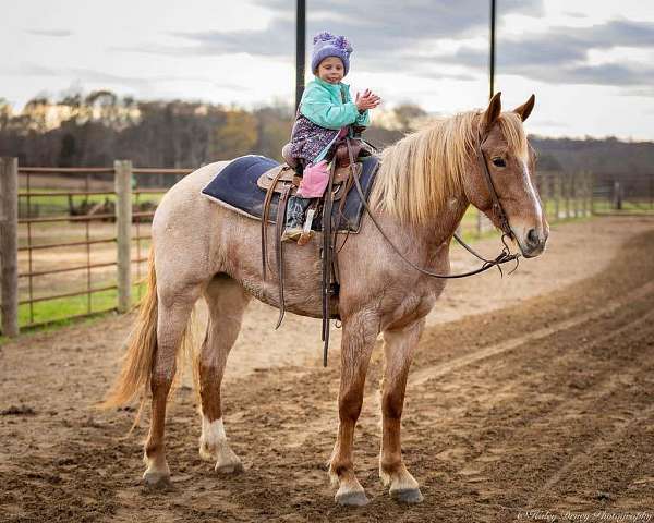 ridden-english-quarter-horse