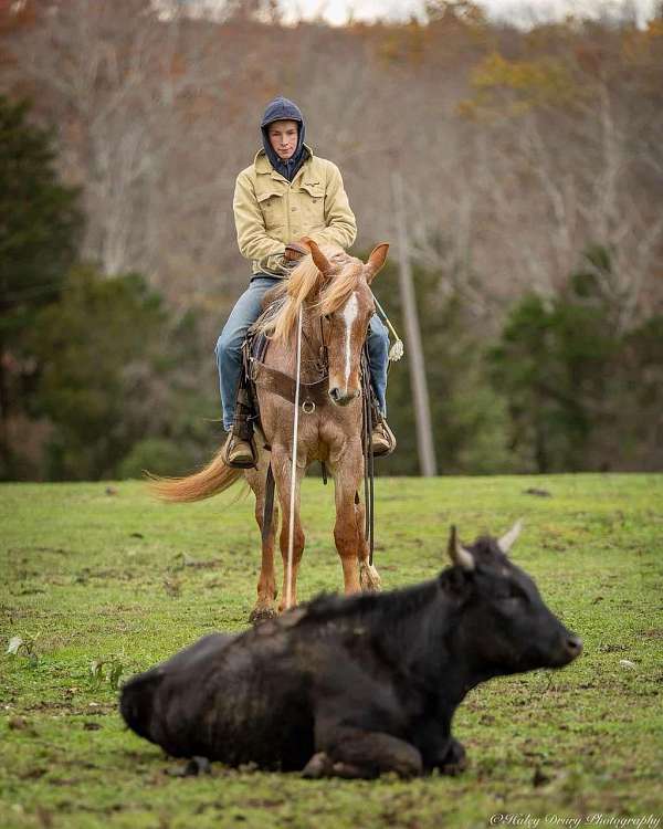 roping-quarter-horse