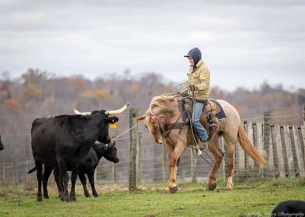 show-quarter-horse