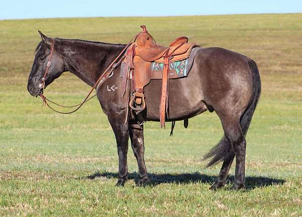 husband-safe-quarter-horse