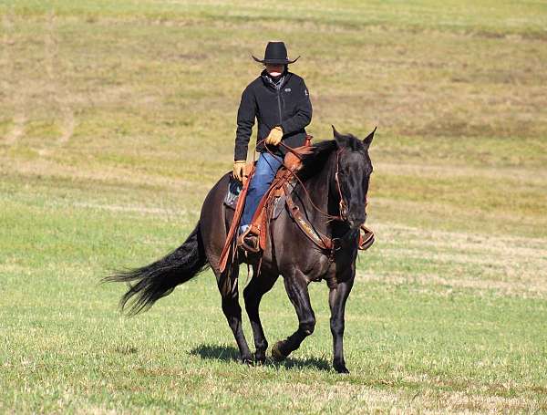 ranch-versatility-quarter-horse