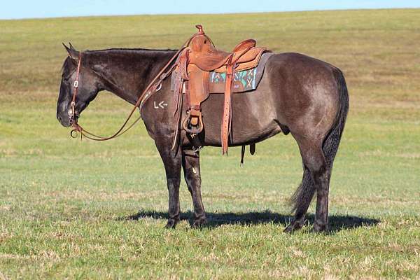 ranch-work-quarter-horse