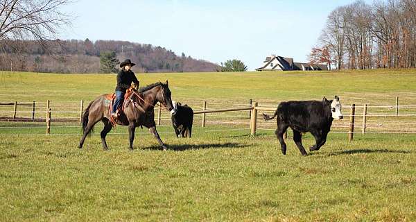 roping-quarter-horse