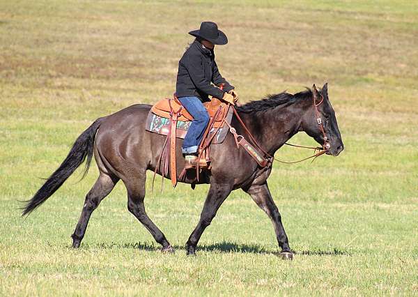 working-cattle-quarter-horse