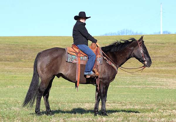 grulla-quarter-horse-gelding