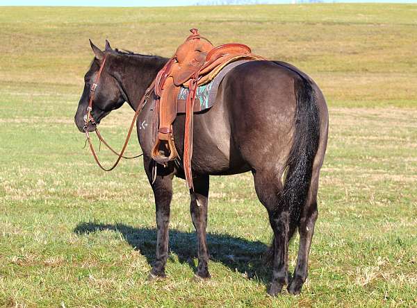 grulla-all-around-horse