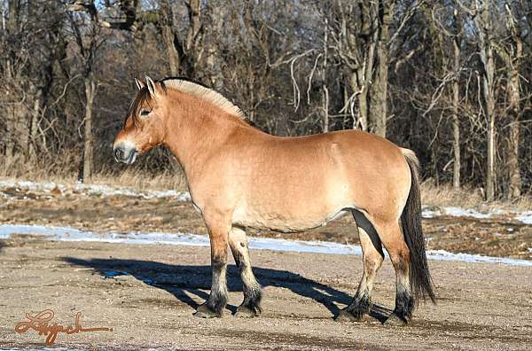 all-around-fjord-horse