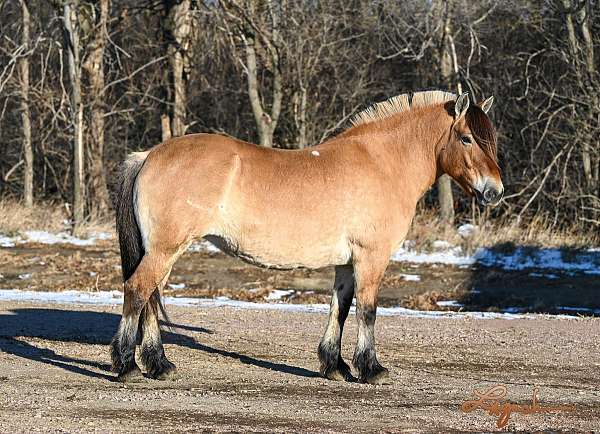 athletic-fjord-horse