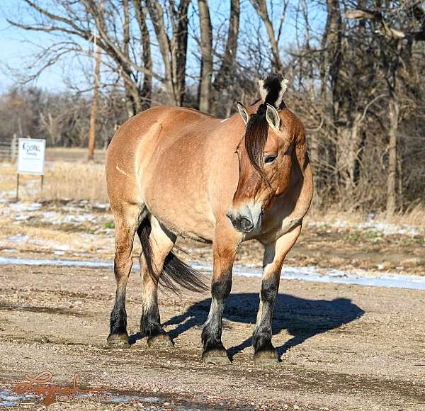 beginner-fjord-horse