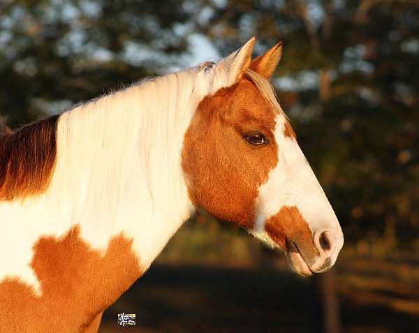 playday-quarter-pony