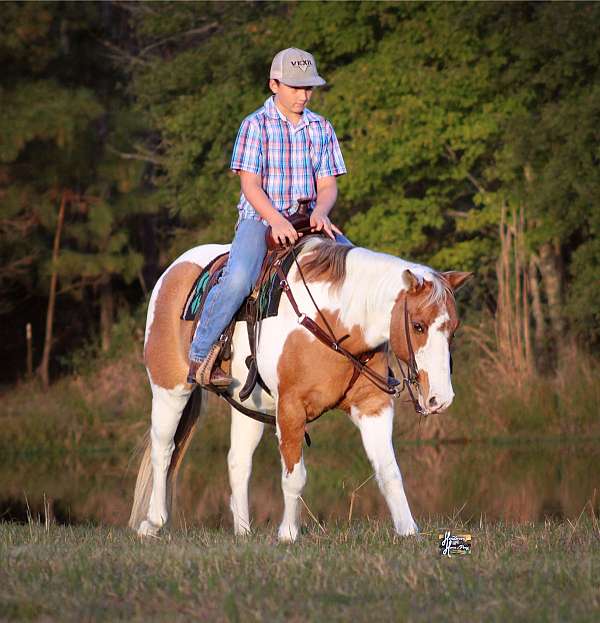 rodeo-quarter-pony