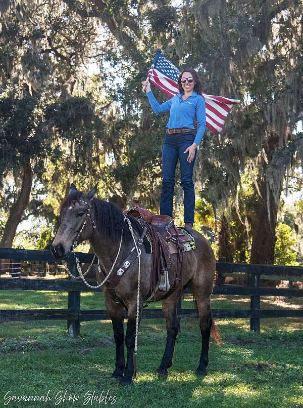 parade-draft-horse