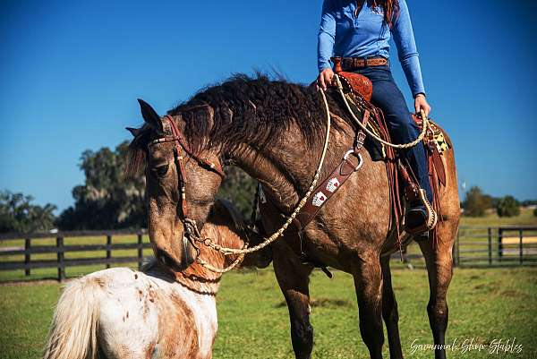 performance-draft-horse