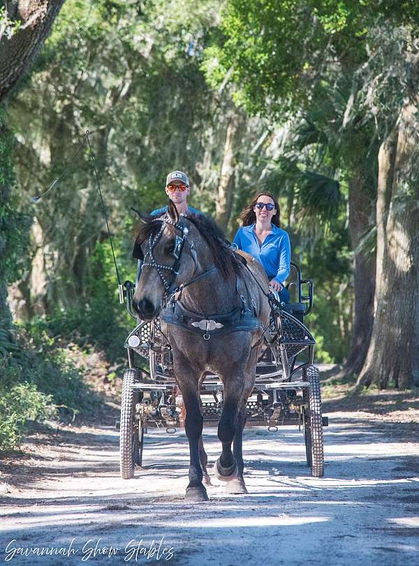 ridden-english-draft-horse