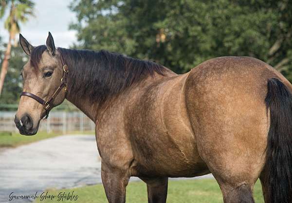 ridden-western-draft-horse