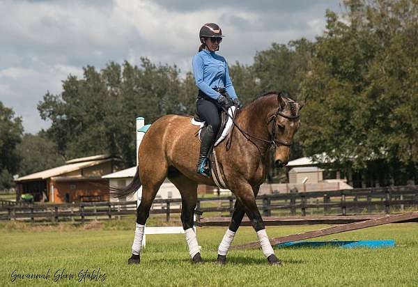 show-draft-horse