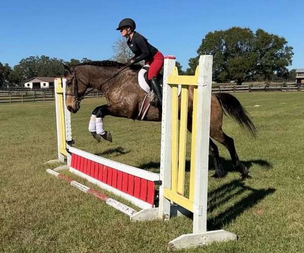 trail-riding-draft-horse