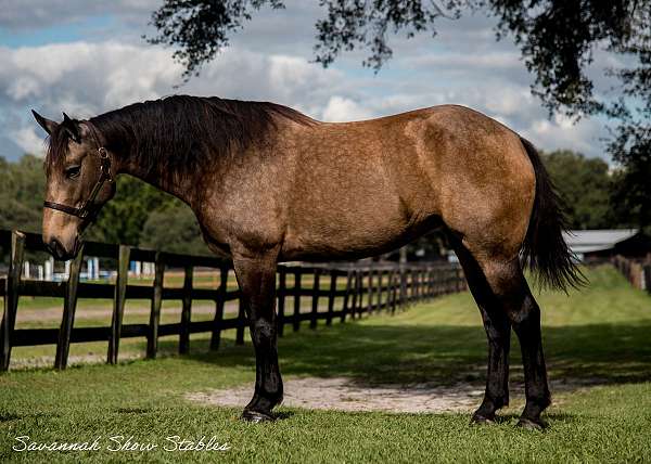 buckskin-draft-mare