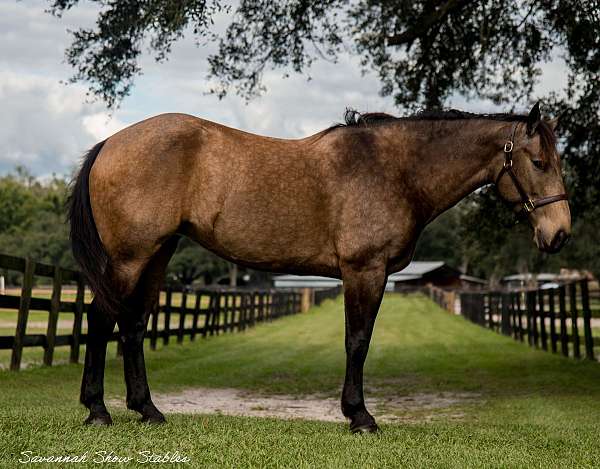 buckskin-all-around-horse