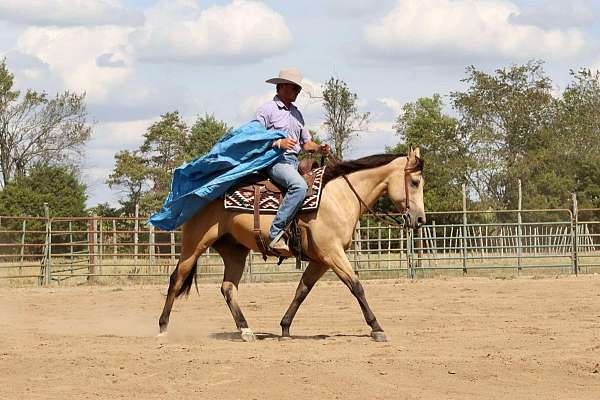 calf-roping-quarter-horse