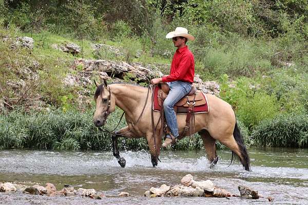 husband-safe-quarter-horse