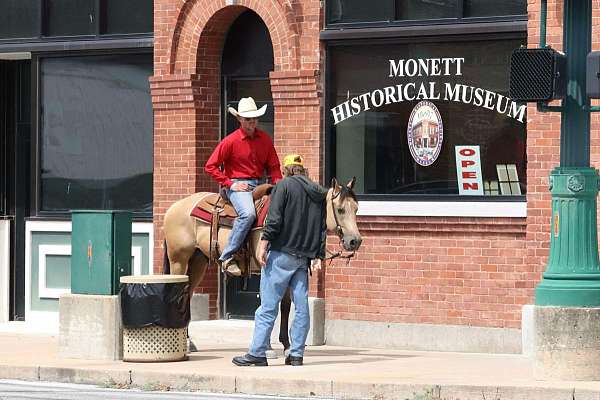 performance-quarter-horse