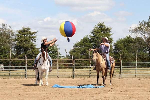 ranch-versatility-quarter-horse