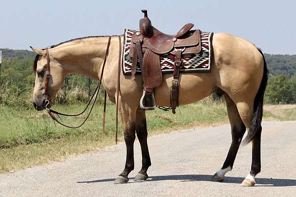 roping-quarter-horse