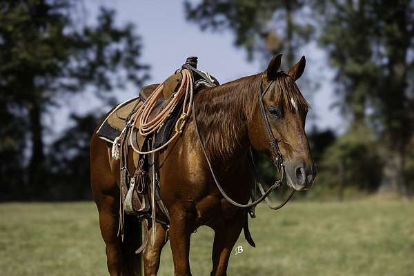 athletic-quarter-horse