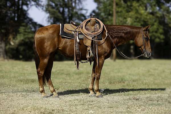 calf-roping-quarter-horse