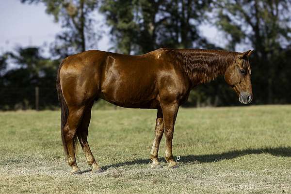 flashy-quarter-horse