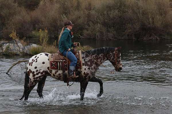 athletic-appaloosa-horse