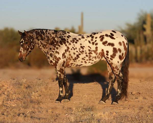 flashy-appaloosa-horse