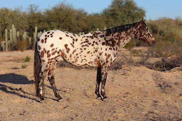 halter-appaloosa-horse