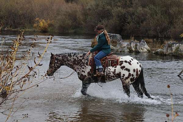 performance-appaloosa-horse