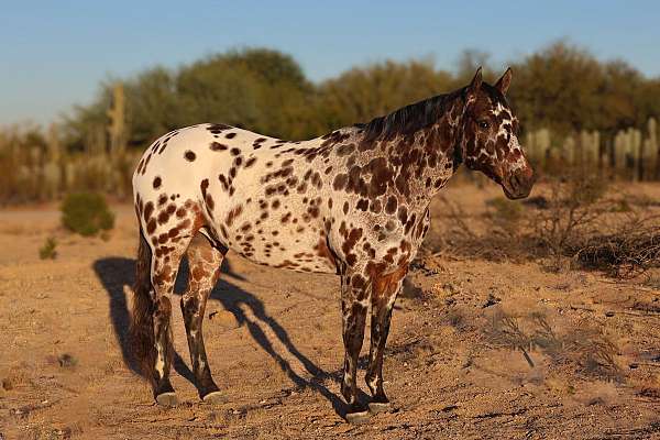 husband-safe-appaloosa-horse