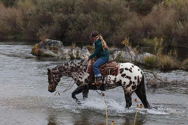 ranch-versatility-appaloosa-horse