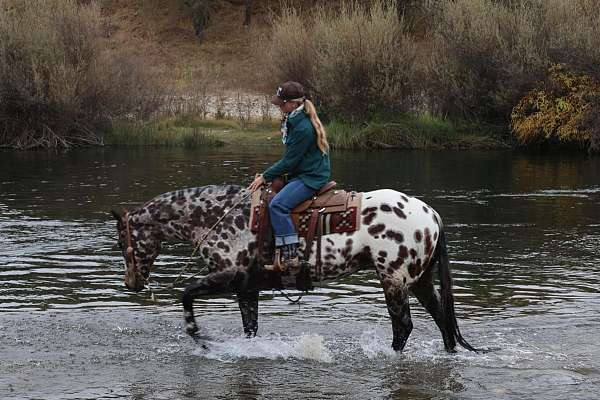 show-appaloosa-horse