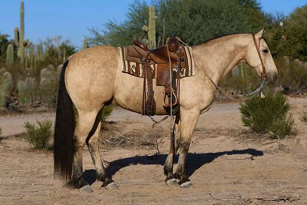 athletic-quarter-horse