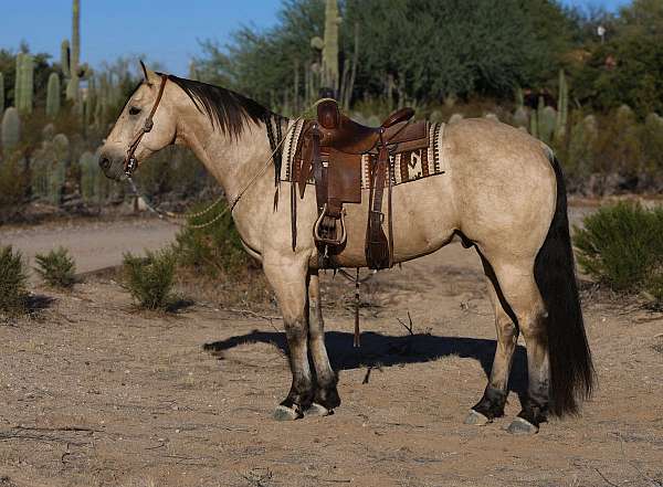 calf-roping-quarter-horse