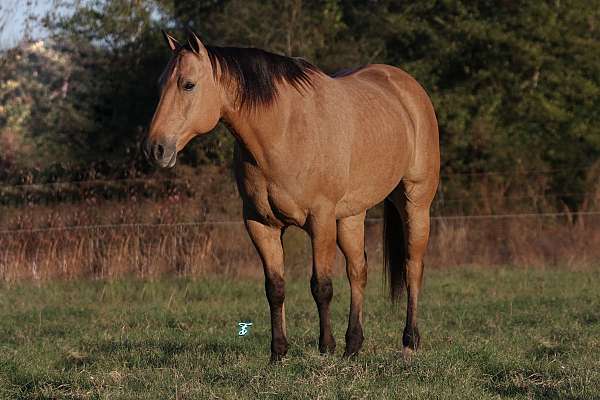 athletic-quarter-horse