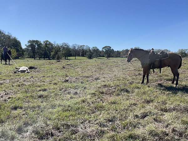 husband-safe-quarter-horse