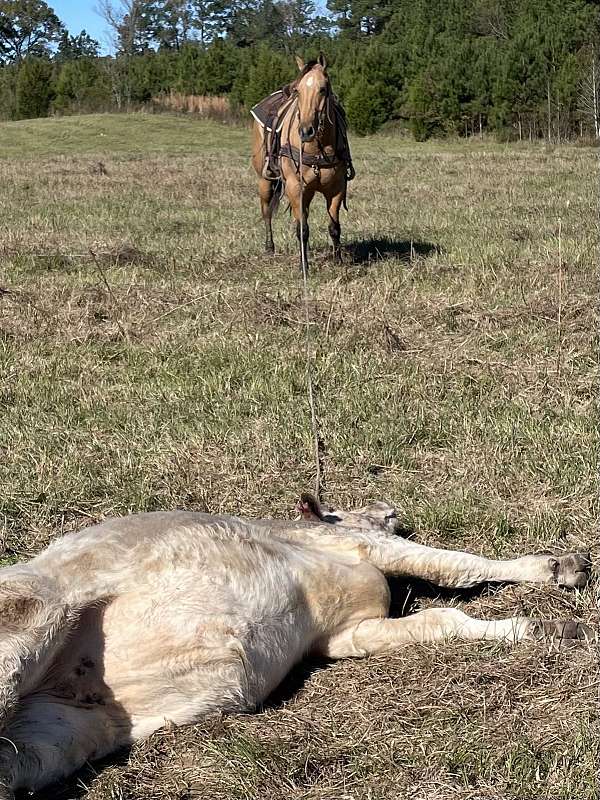 ranch-versatility-quarter-horse