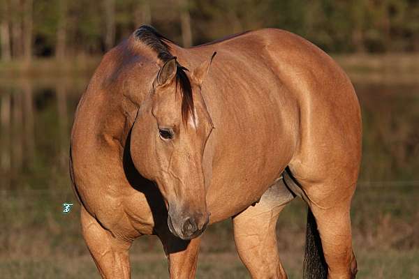 ranch-work-quarter-horse