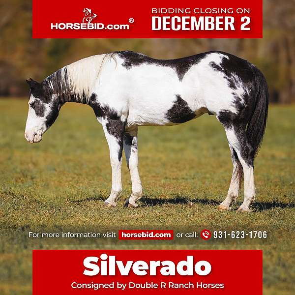 piebald-calf-roping-horse